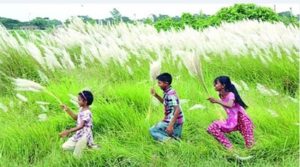 ” পুরোনো কাশফুল ” -পুষ্পেন দে